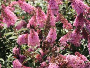 Schmetterlingsflieder / Sommerflieder &#8218;Pink Panther&#8216;, Buddleja davidii &#8218;Pink Panther&#8216;, Containerware