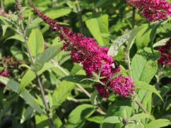 Sommerflieder / Schmetterlingsstrauch Proven Winners ® &#8218;Miss Ruby&#8216;, Buddleja davidii Proven Winners ® &#8218;Miss Ruby&#8216;, Containerware