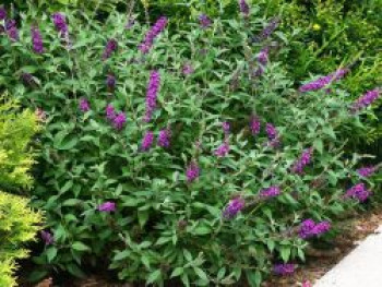 Sommerflieder / Schmetterlingsstrauch Proven Winners ® &#8218;Miss Violet&#8216;, Buddleja davidii Proven Winners ® &#8218;Miss Violet&#8216;, Containerware