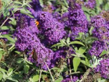 Sommerflieder / Schmetterlingsstrauch &#8218;Psychedelic Sky&#8216;, 30-40 cm, Buddleja dav. &#8218;Psychedelic Sky&#8216;, Containerware