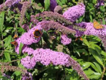 Sommerflieder / Schmetterlingsstrauch &#8218;Purple Prince&#8216;, 40-60 cm, Buddleja davidii &#8218;Purple Prince&#8216;, Containerware