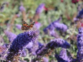 Sommerflieder / Schmetterlingsstrauch &#8218;Reve de Papillon&#8216; ® Blue, 40-60 cm, Buddleja davidii &#8218;Reve de Papillon&#8216; ® Blue, Containerware