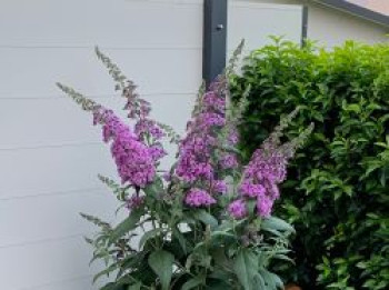 Sommerflieder / Schmetterlingsstrauch &#8218;Reve de Papillon&#8216; ® &#8218;Lavender&#8216;, Buddleja davidii &#8218;Reve de Papillon&#8216; ® &#8218;Lavender&#8216;, Topfware