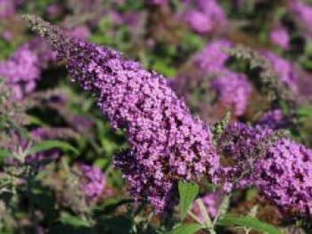 Sommerflieder / Schmetterlingsstrauch &#8218;Reve de Papillon&#8216; ® Pink, 40-60 cm, Buddleja davidii &#8218;Reve de Papillon&#8216; ® Pink, Containerware