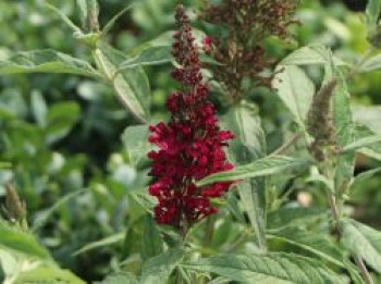 Sommerflieder / Schmetterlingsstrauch &#8218;Reve de Papillon&#8216; ® Red, Buddleja davidii &#8218;Reve de Papillon&#8216; ® Red, Topfware