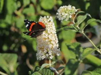 Sommerflieder / Schmetterlingsstrauch &#8218;Reve de Papillon&#8216; ® White, 40-60 cm, Buddleja davidii &#8218;Reve de Papillon&#8216; ® White, Containerware