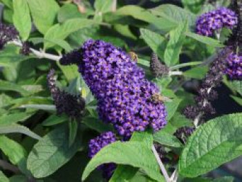 Schmetterlingsflieder / Sommerflieder 'Rocketstar ® Indigo', Buddleja davidii 'Rocketstar ® Indigo', Containerware