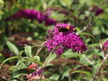 Sommerflieder / Schmetterlingsstrauch 'Royal Red', 100-125 cm, Buddleja davidii 'Royal Red', Containerware