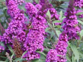 Schmetterlingsflieder / Sommerflieder Summer Kids ® 'Romy', 20-40 cm, Buddleja davidii Summer Kids ® 'Romy', Containerware