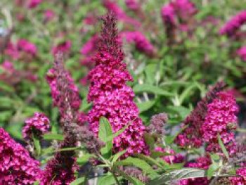 Schmetterlingsflieder / Sommerflieder Summer Kids ® 'Sophie', 20-40 cm, Buddleja davidii Summer Kids ® 'Sophie', Containerware
