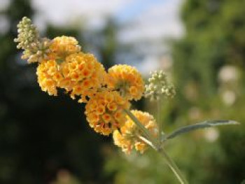 Sommerflieder / Schmetterlingsstrauch &#8218;Sungold&#8216;, Buddleja weyeriana &#8218;Sungold&#8216;, Containerware