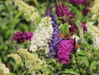 Sommerflieder / Schmetterlingsstrauch &#8218;Tricolor&#8216;, Buddleja davidii &#8218;Tricolor&#8216;, Containerware