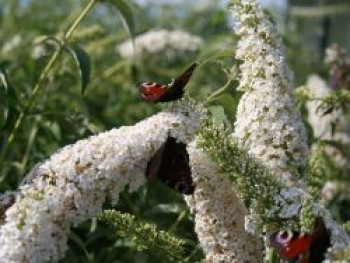 Sommerflieder / Schmetterlingsstrauch 'White Profusion', 100-125 cm, Buddleja davidii 'White Profusion', Containerware