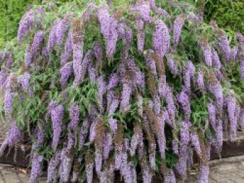 Sommerflieder / Schmetterlingsstrauch &#8218;Wisteria Lane&#8216;, Buddleja davidii &#8218;Wisteria Lane&#8216;, Topfware