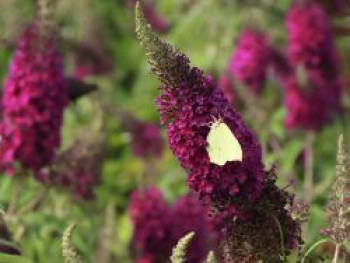 Sommerflieder &#8218;Sugar Plum&#8216;, Buddleja davidii &#8218;Sugar Plum&#8216;, Containerware