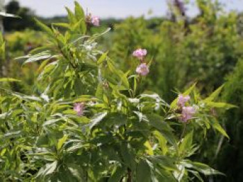 Sommerglocke 'Summer Bells', 80-100 cm, Chitalpa tashkentensis 'Summer Bells', Containerware