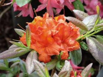 Sommergrüne Azalee 'Royal Command', 40-50 cm, Rhododendron luteum 'Royal Command', Containerware