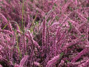 Sommerheide / Besenheide / &#8218;Annabel&#8216;, 10-15 cm, Calluna vulgaris &#8218;Annabel&#8216;, Topfware