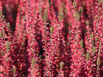 Sommerheide / Besenheide Gardengirls ® &#8218;Athene&#8216;, 15-20 cm, Calluna vulgaris Gardengirls ®  &#8218;Athene&#8216;, Topfware