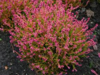 Sommerheide / Besenheide 'Bonita' (S), 15-20 cm, Calluna vulgaris 'Bonita' (S), Topfware