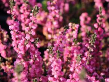 Sommerheide / Besenheide 'Brina', 10-15 cm, Calluna vulgaris 'Brina', Topfware