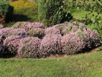 Sommerheide / Besenheide &#8218;County Wicklow&#8216;, Calluna vulgaris &#8218;County Wicklow&#8216;, Topfware