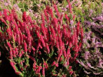 Sommerheide / Besenheide 'Disco Queen', 10-15 cm, Calluna vulgaris 'Disco Queen', Topfware