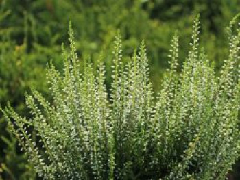 Sommerheide / Besenheide Gardengirls ®️ &#8218;Elisa&#8216;, 10-15 cm, Calluna vulgaris Gardengirls ®️ &#8218;Elisa&#8216;, Topfware