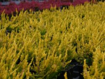 Sommerheide / Besenheide &#8218;Gold Haze&#8216;, 10-15 cm, Calluna vulgaris &#8218;Gold Haze&#8216;, Topfware