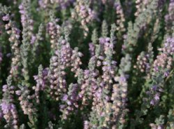 Sommerheide / Besenheide 'Grizabella', 10-15 cm, Calluna vulgaris 'Grizabella', Topfware