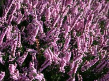 Sommerheide / Besenheide 'H.E. Beale', 10-15 cm, Calluna vulgaris 'H.E. Beale', Topfware