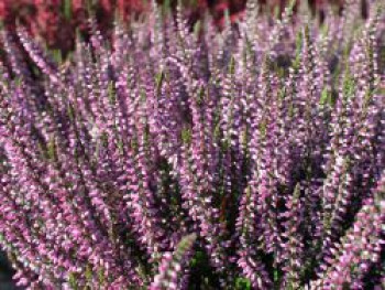 Sommerheide / Besenheide &#8218;Hilda&#8216;, 10-15 cm, Calluna vulgaris &#8218;Hilda&#8216;, Topfware