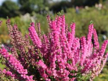 Sommerheide / Besenheide 'Jana', Calluna vulgaris 'Jana', Topfware