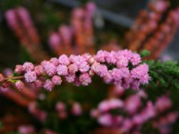 Sommerheide / Besenheide &#8218;J.H. Hamilton&#8216;, 10-15 cm, Calluna vulgaris &#8218;J.H. Hamilton&#8216;, Topfware