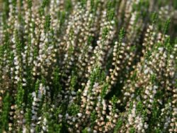 Sommerheide / Besenheide &#8218;Mair&#8217;s Variety&#8216;, 10-15 cm, Calluna vulgaris &#8218;Mair&#8217;s Variety&#8216;, Topfware