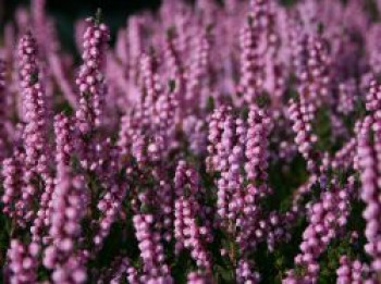 Sommerheide / Besenheide 'Peter Sparkes', 10-15 cm, Calluna vulgaris 'Peter Sparkes', Topfware