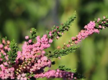 Sommerheide / Besenheide &#8218;Red Favorit&#8216;, 10-15 cm, Calluna vulgaris &#8218;Red Favorit&#8216;, Topfware