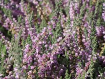 Sommerheide &#8218;Silver Knight&#8216;, 15-20 cm, Calluna vulgaris &#8218;Silver Knight&#8216;, Topfware