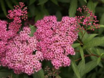 Sommerspiere &#8218;Froebelii&#8216;, 30-40 cm, Spiraea japonica &#8218;Froebelii&#8216;, Containerware