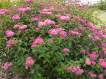 Sommerspiere &#8218;Superstar&#8216;, Spiraea bumalda &#8218;Superstar&#8216;, Topfware