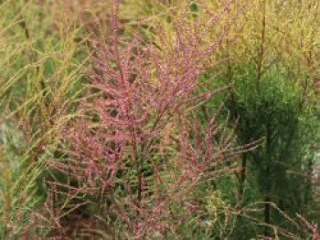 Sommertamariske &#8218;Rubra&#8216;, 40-60 cm, Tamarix ramosissima &#8218;Rubra&#8216;, Containerware