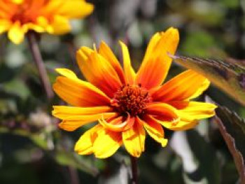 Sonnenauge &#8218;Burning Hearts&#8216;, Heliopsis helianthoides &#8218;Burning Hearts&#8216;, Topfware