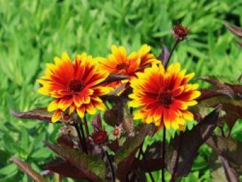 Sonnenauge &#8218;Funky Spinner&#8216;, Heliopsis helianthoides &#8218;Funky Spinner&#8216;, Topfware