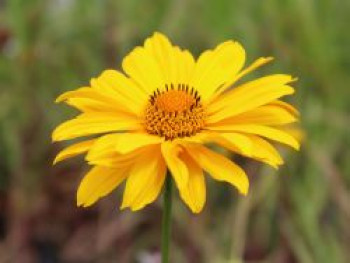 Sonnenauge 'Hohlspiegel', Heliopsis scabra 'Hohlspiegel', Topfware