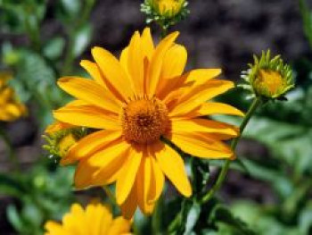 Sonnenauge 'Karat', Heliopsis scabra 'Karat', Topfware