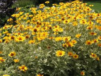 Sonnenauge &#8218;Lorraine Sunshine&#8216;, Heliopsis scabra &#8218;Lorraine Sunshine&#8216;, Topfware