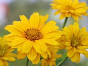 Sonnenauge &#8218;Sommersonne&#8216;, Heliopsis scabra &#8218;Sommersonne&#8216;, Topfware