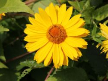 Sonnenauge 'Spitzentänzerin', Heliopsis scabra 'Spitzentänzerin', Topfware