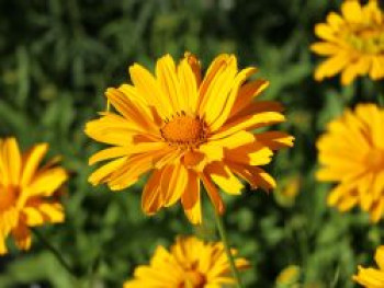 Sonnenauge &#8218;Venus&#8216;, Heliopsis scabra &#8218;Venus&#8216;, Topfware