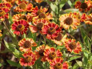 Sonnenbraut 'Bandera', Helenium x cultorum 'Bandera', Topfware